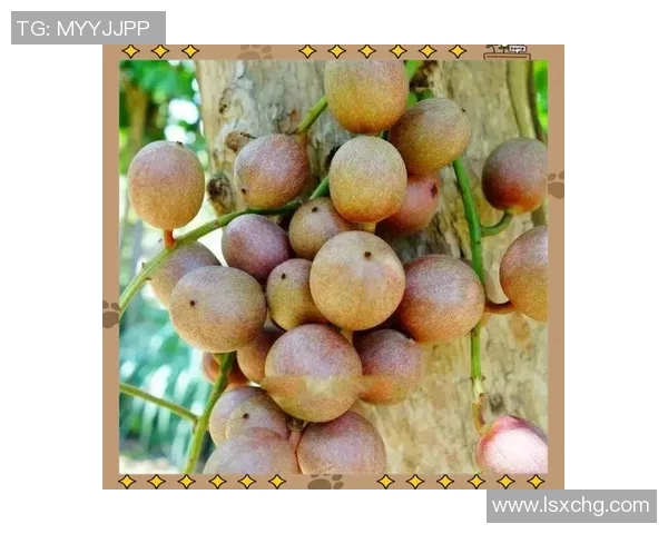 水果的多样魅力：探索不同种类水果的营养价值与健康益处